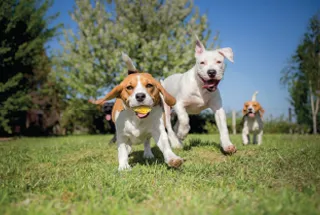 Pet Park at Kolte Patil Springshire